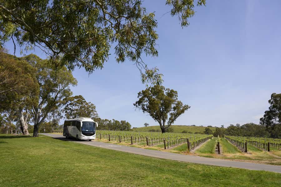 Adelaide: Small Group Tour of Barossa, Wineries with Lunch - Vegetarian needs and practical pace: plan for your comfort
