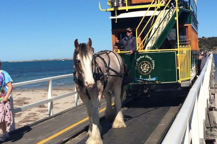 Adelaide: South Australia Guided Full-Day Highlights Tour - Value and the big picture: why $126 feels fair for this route