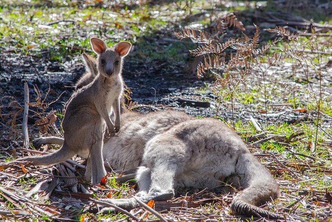 Adelaide to Melbourne 3-Day Trip Grampians and Great Ocean Road - Where you sleep: hostel-style accommodation that keeps your costs down