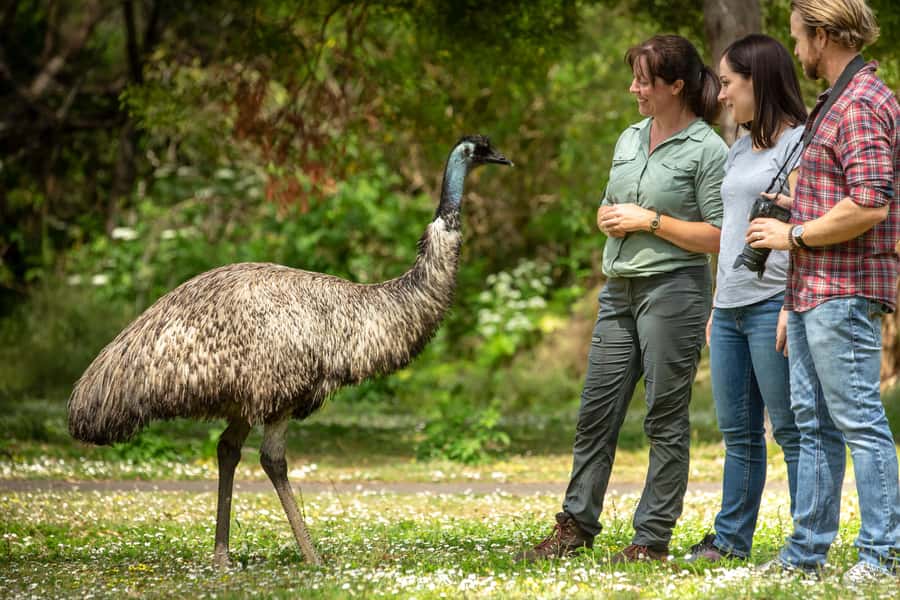Adelaide to Melbourne: 3-Day Ultimate Overland Journey - Day 2: Pinnacles views, then Tower Hill’s extinct volcano and wildlife