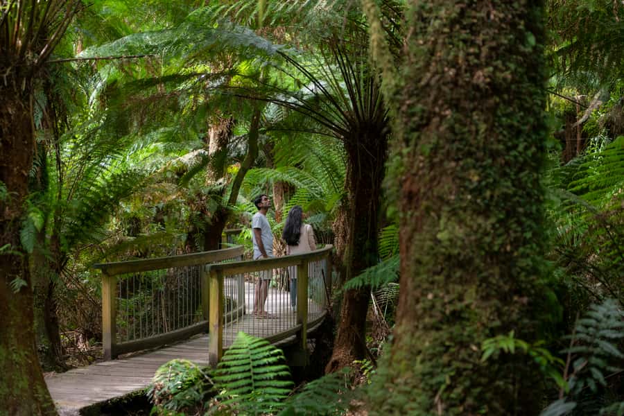 Adelaide to Melbourne: 3-Day Ultimate Overland Journey - Day 3: Shipwreck Coast icons, Apollo Bay lunch, and Great Ocean Road to Melbourne