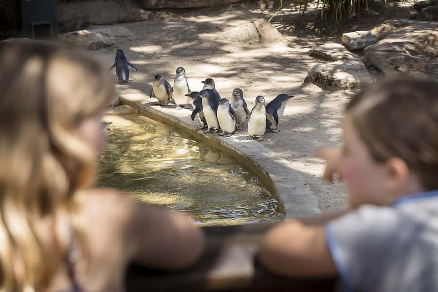 Adelaide Zoo: General Admission Tickets - Key highlights to know before you go