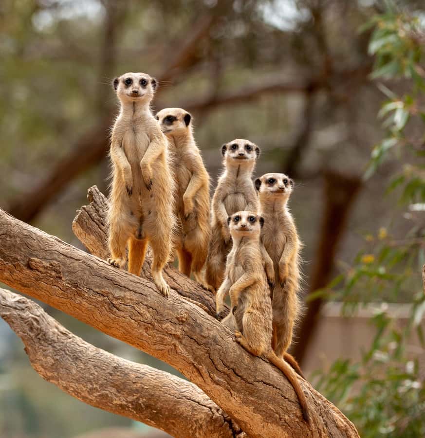 Adelaide Zoo: General Admission Tickets - Should you book Adelaide Zoo general admission?