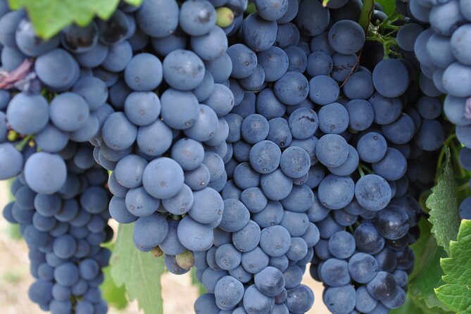 Barossa and Hahndorf Wine Tasting and Sightseeing Tour - How this Barossa and Hahndorf day fits together