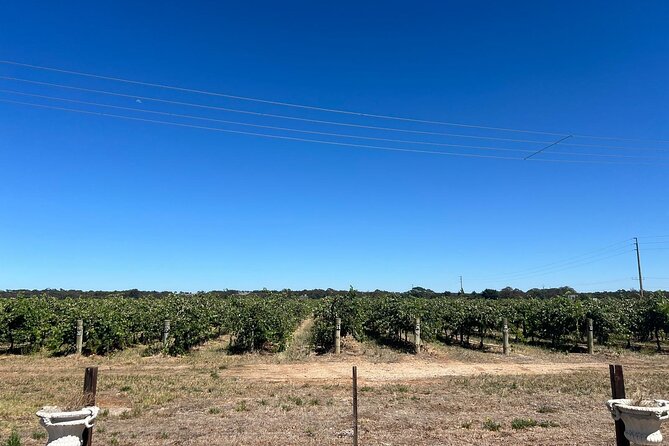 Barossa Valley Gin and Wine Tour - Key Moments Worth Planning For