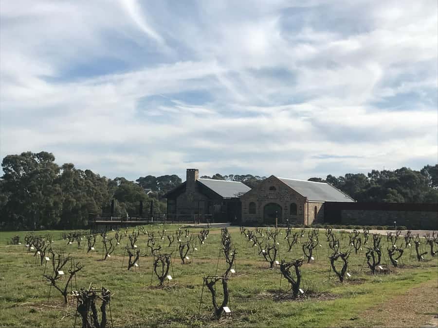 Barossa Valley: Small Group Wine Tour (Includes Lunch) - Pickup, Luxury Transport, and the Flow of a 7.5-Hour Day