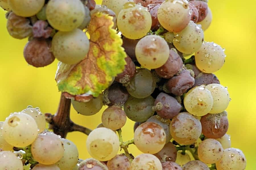 Clare Valley Wine Escape - Key takeaways before you go