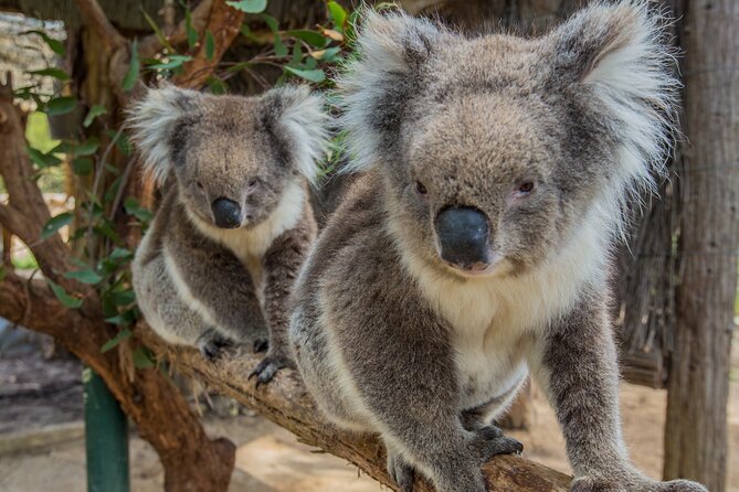 Cleland Wildlife Park Experience - from Adelaide including Mt Lofty Summit - Cleland’s open-bush approach: why it feels different