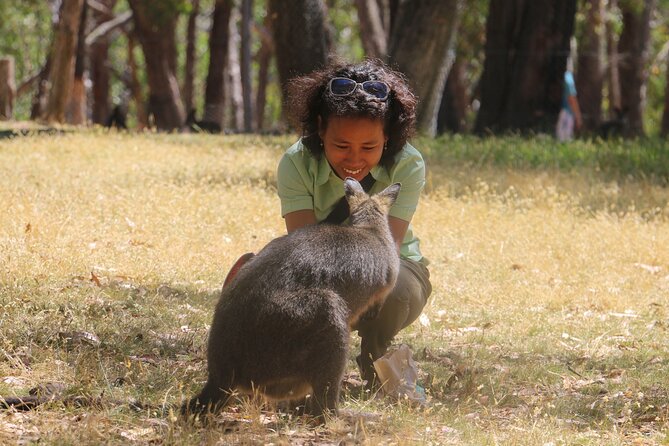 Cleland Wildlife Park Experience - from Adelaide including Mt Lofty Summit - Koalas: the included close-up versus the extra Hold