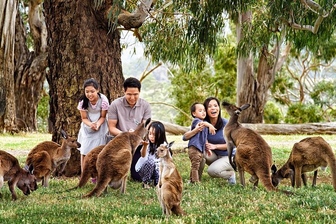 Cleland Wildlife Park Experience - from Adelaide including Mt Lofty Summit - The real flow of your day: timing that keeps it relaxed