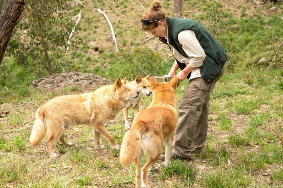 Cleland Wildlife Park Experience with Mount Lofty Summit - Price and value: what $87 buys you in real terms