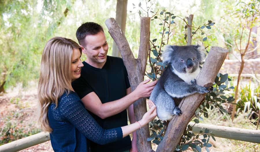 Cleland Wildlife Park Experience with Mount Lofty Summit - Mount Lofty Summit gives you Adelaide context fast