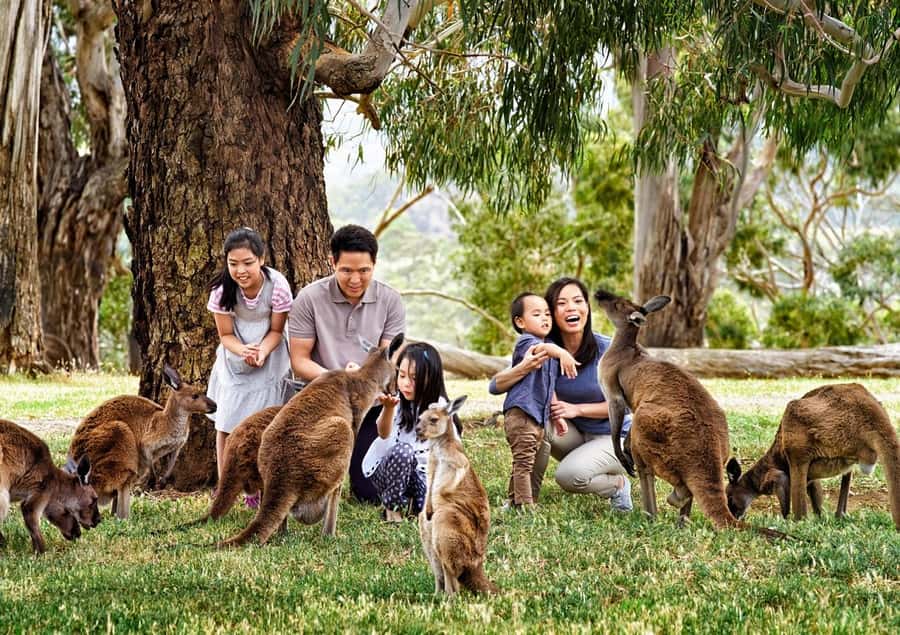 Cleland Wildlife Park Experience with Mount Lofty Summit - The included koala close-up: touch, photos, and keeper context