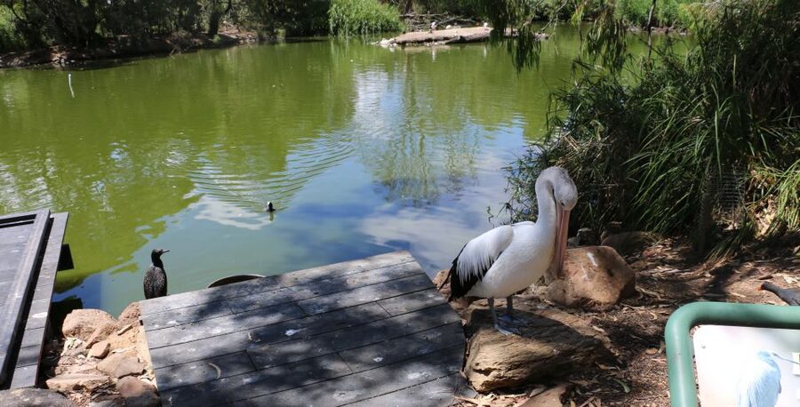 Cleland Wildlife Park Experience with Mount Lofty Summit - Wetlands and open-bush spotting: pelicans, cormorants, and more