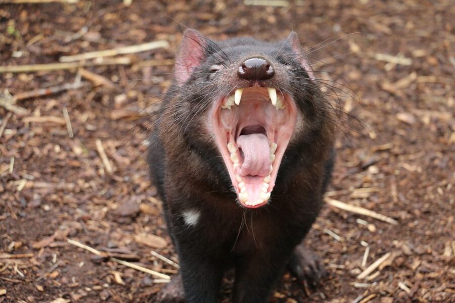 Cleland Wildlife Park Experience with Mount Lofty Summit - Ocean to Outback Interpretive Centre: learn while you watch