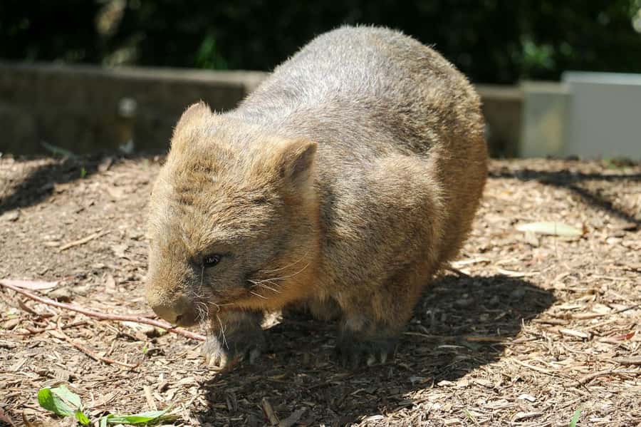 Cleland Wildlife Park Experience with Mount Lofty Summit - Timing, group size, and transport: the day won’t feel rushed