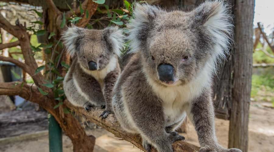 Cleland Wildlife Park Experience with Mount Lofty Summit - Cleland Wildlife Park: 35 hectares of freer movement