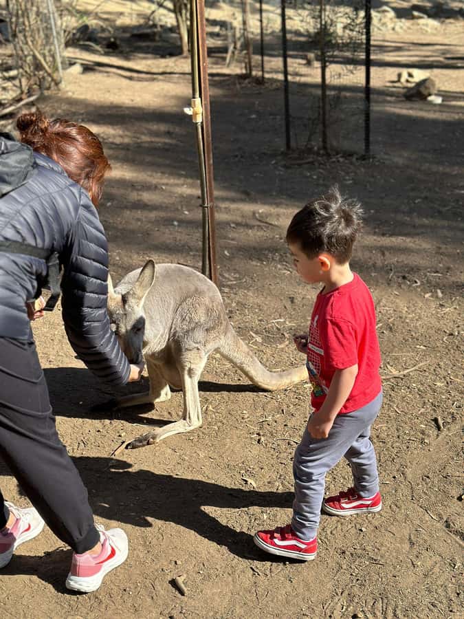 Cuddle a Koala and Historic Hahndorf Tour - Key things you will remember