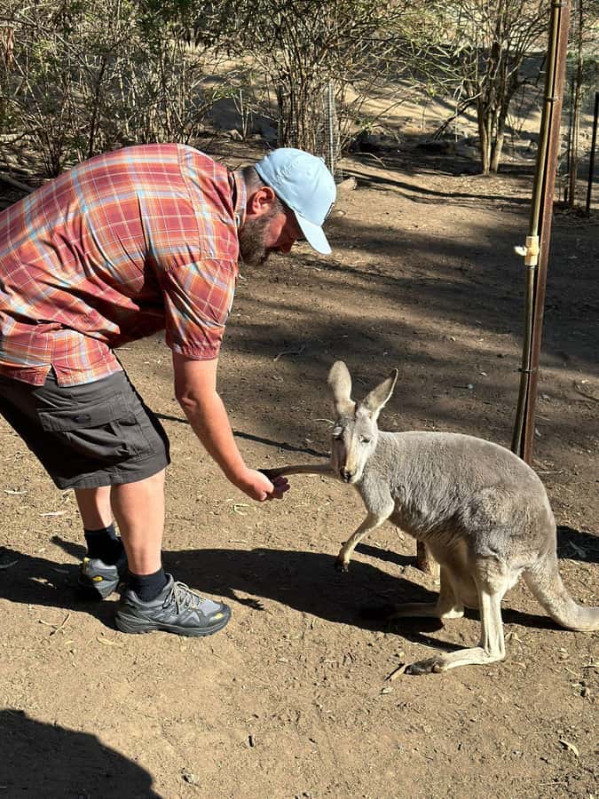 Cuddle a Koala and Historic Hahndorf Tour - A Hills day that blends animals, views, and taste stops