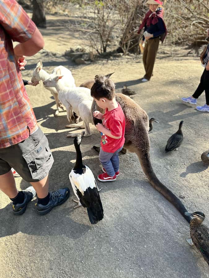 Cuddle a Koala and Historic Hahndorf Tour - Mount Lofty Summit: Adelaide’s highest peak, with time to look