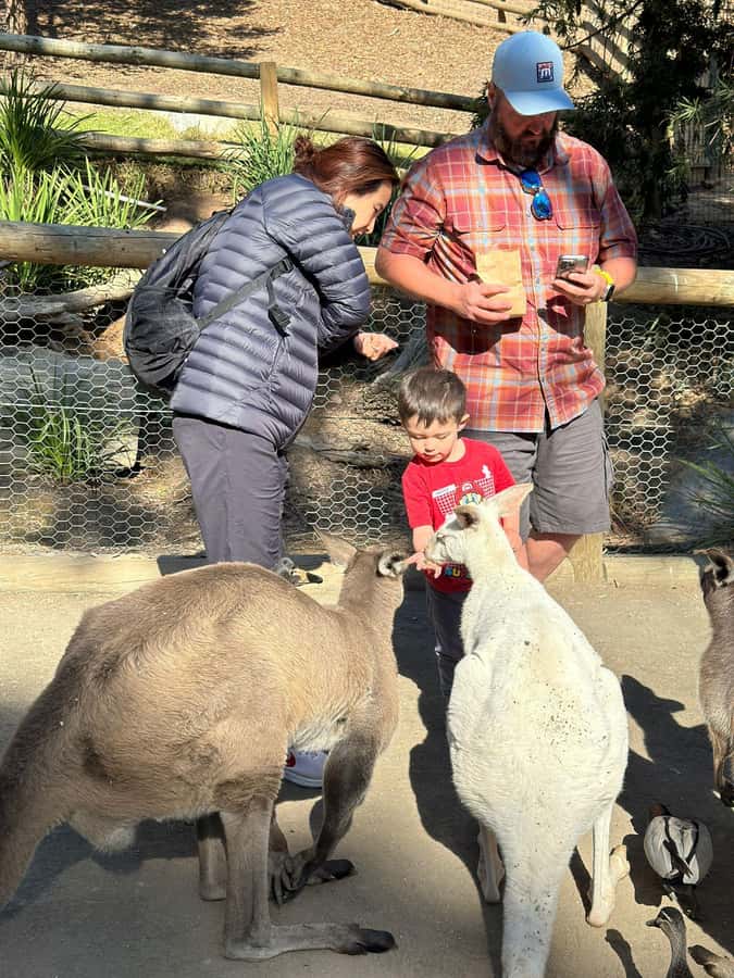 Cuddle a Koala and Historic Hahndorf Tour - Melba’s Chocolates and Woodside cheese: tastings you can actually enjoy