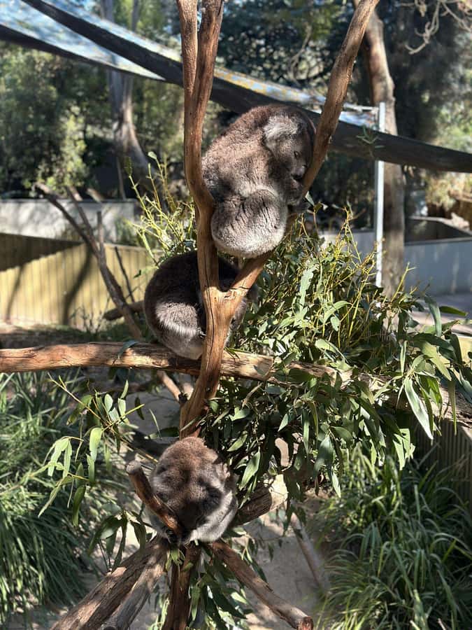 Cuddle a Koala and Historic Hahndorf Tour - Historic Hahndorf: your lunch and main-street time
