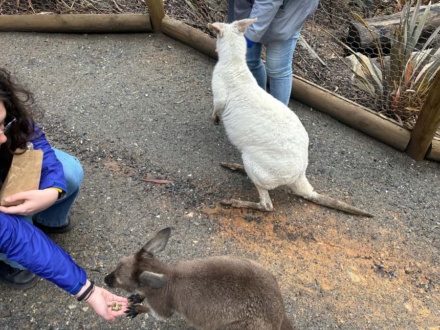Cuddle a Koala and Historic Hahndorf Tour - Beer, wine, or gin tasting: how to think about the included alcohol
