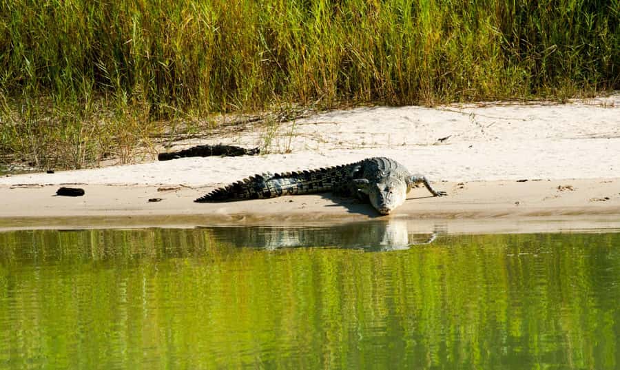 Darwin: Jumping Crocodile Cruise - Should you book Darwin: Jumping Crocodile Cruise?