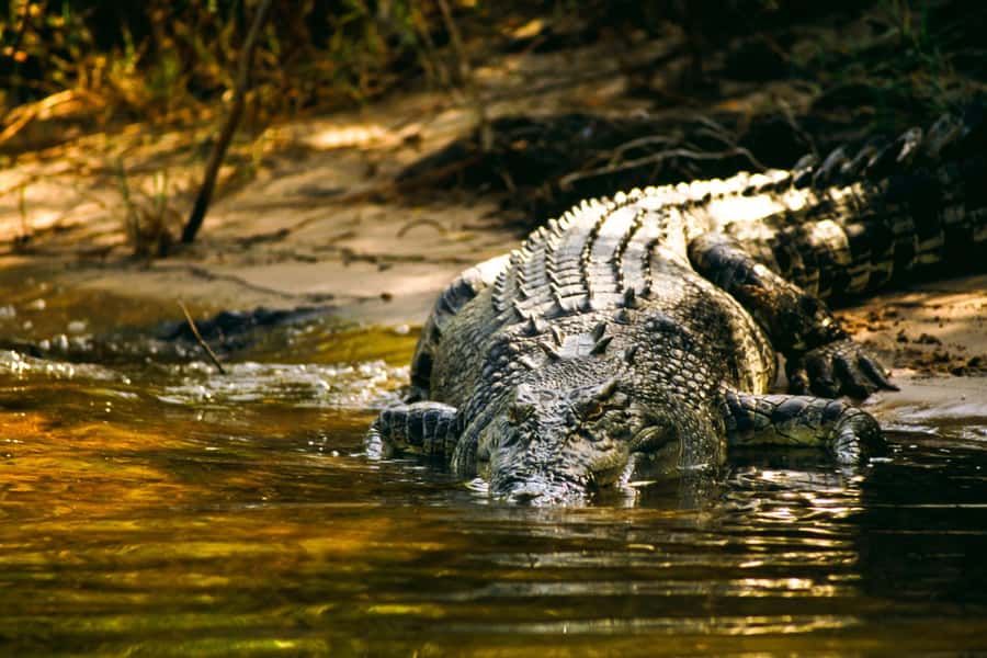 Darwin: Jumping Crocodile Cruise - The “jumping crocodile” moment: how it works on the Adelaide River