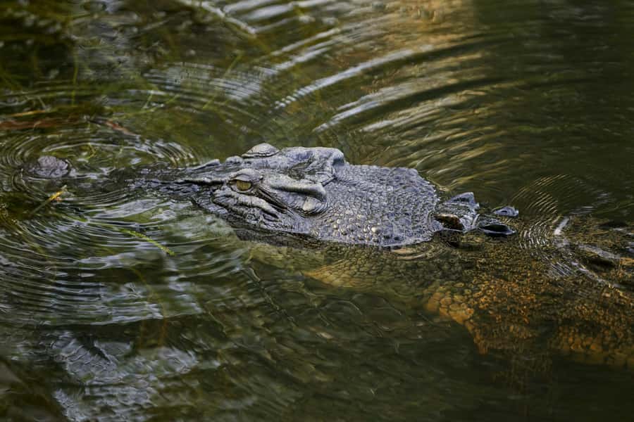 Darwin: Jumping Crocodile Cruise - Watching without glass: the thrill factor (and the safety reality)