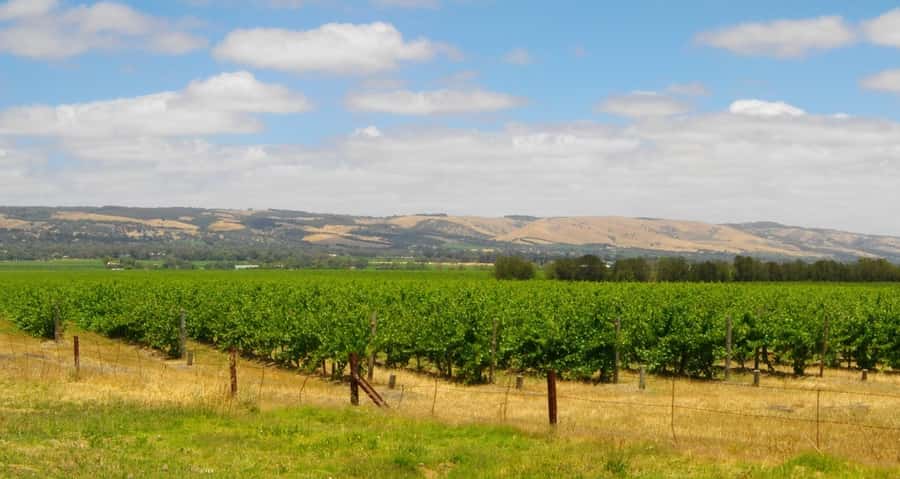 Discover Hahndorf & Taste McLaren Vale - Adelaide Hills views and Willunga Hill moments you’ll actually remember