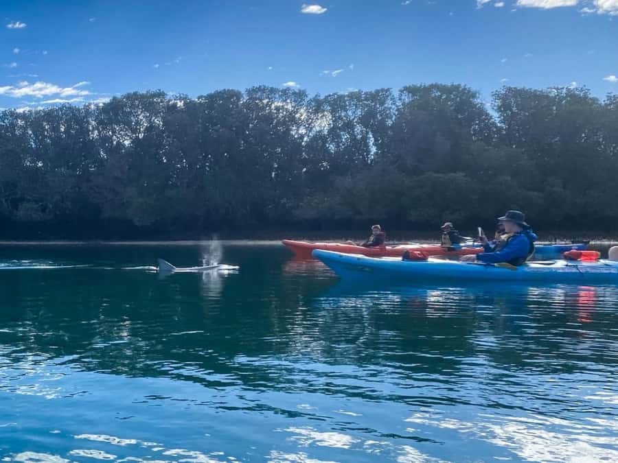Dolphin Sanctuary and Ships Graveyard Kayak Tour - Getting Back: Don’t Leave Logistics to the Last Minute