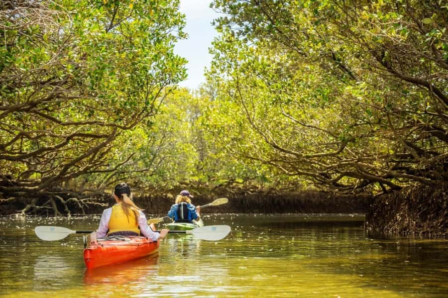 Dolphin Sanctuary and Ships Graveyard Kayak Tour - Dolphin Sanctuary and Ships Graveyard: The Big Idea