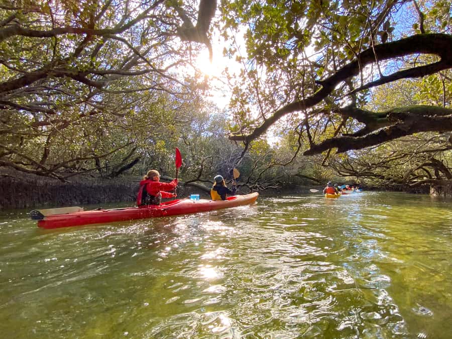 Dolphin Sanctuary and Ships Graveyard Kayak Tour - 3-Hour Kayak Flow: Mangroves, Dolphins, and Ships Graveyard