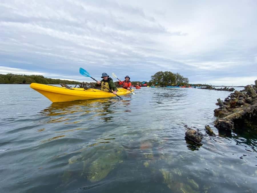 Dolphin Sanctuary and Ships Graveyard Kayak Tour - Dolphin Sightings: Set Your Expectations the Right Way