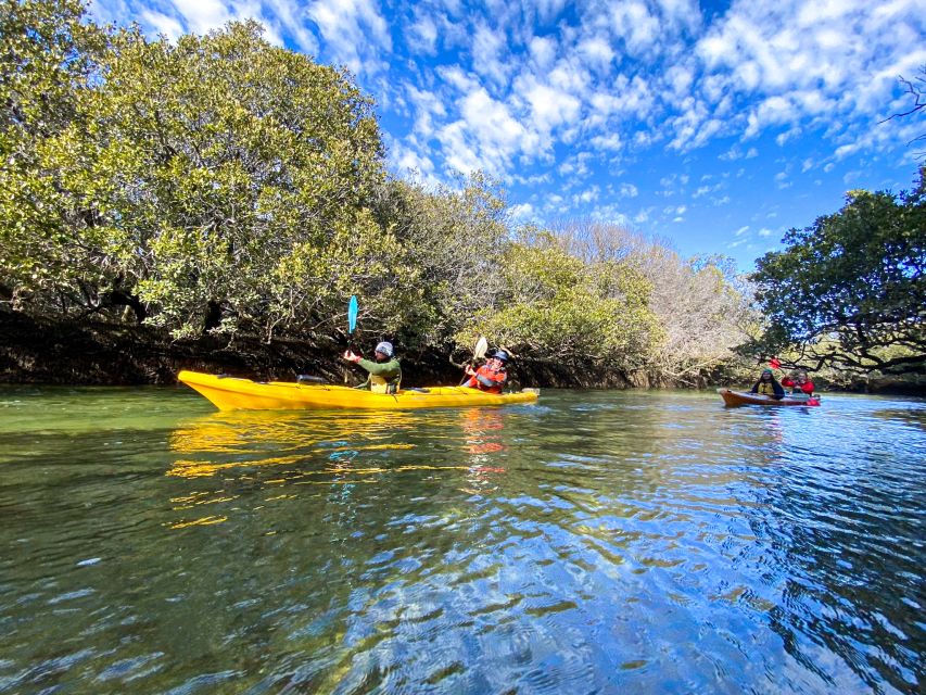 Dolphin Sanctuary and Ships Graveyard Kayak Tour - What You Get for $55: Value Breakdown Without the Hype