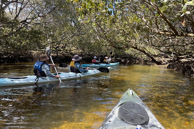 Dolphin Sanctuary Kayak Tour Adelaide - Key moments that make this tour worth your time