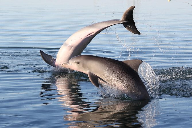 Dolphin Sanctuary Kayak Tour Adelaide - Mangrove paddling in the Adelaide Dolphin Sanctuary: what you’ll actually see