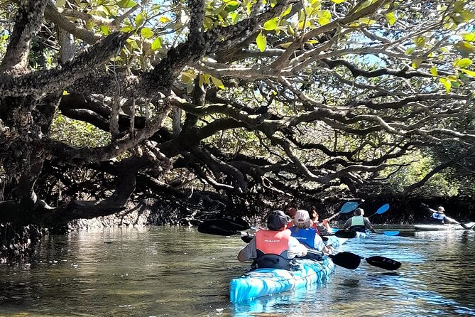 Dolphin Sanctuary Kayak Tour Adelaide - Who this tour suits best (and who should think twice)