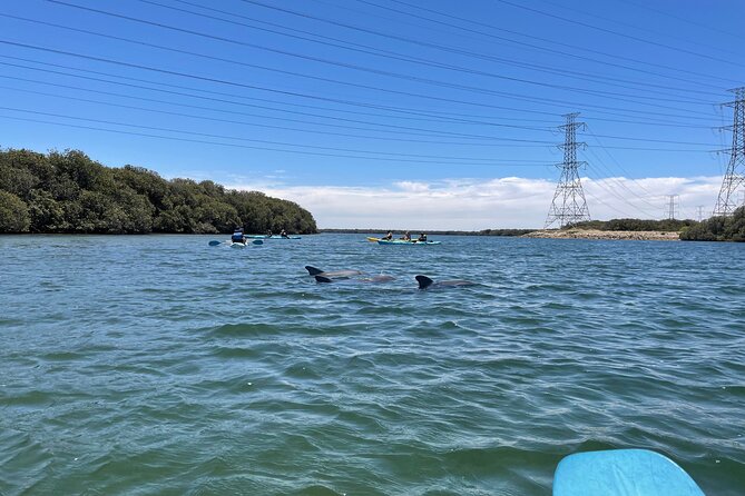 Dolphin Sanctuary Kayak Tour Adelaide - Guides, safety briefings, and the difference between stress and flow