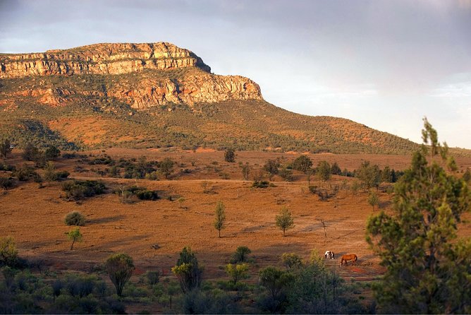 Flinders Ranges 3-Day Small Group 4WD Eco Tour from Adelaide - Day 3 Morning Walk and the Return Along the Eastern Side