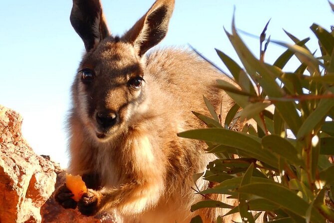 Flinders Ranges 5-Day Small Group 4WD Eco Tour from Adelaide - Day 4 Brachina Gorge Geological Trail: walk, then listen to local stories