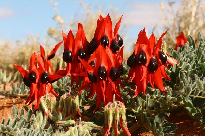Flinders Ranges 5-Day Small Group 4WD Eco Tour from Adelaide - Wildlife watching here: why these sightings are more than a checklist