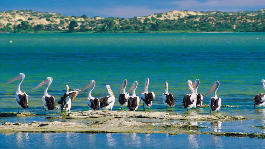 From Goolwa: Half-Day Coorong Experience - Practical Stuff You’ll Be Glad You Thought About