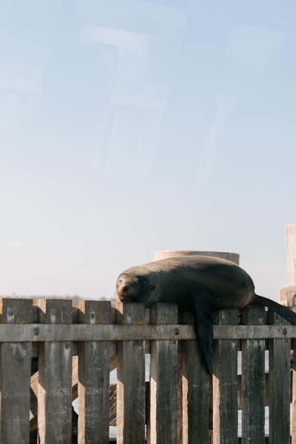 From Goolwa: Half-Day Coorong Experience - From the Main Wharf to Sea Level: Goolwa Barrage and the Lock Chamber