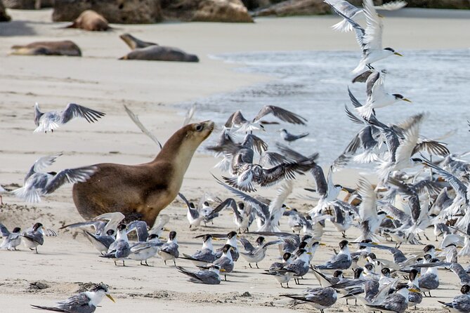 Full-Day Kangaroo Island Experience Departing from Kangaroo Island - Why This Full-Day Kangaroo Island Highlights Tour Works (Even If You Hate Car Rental)