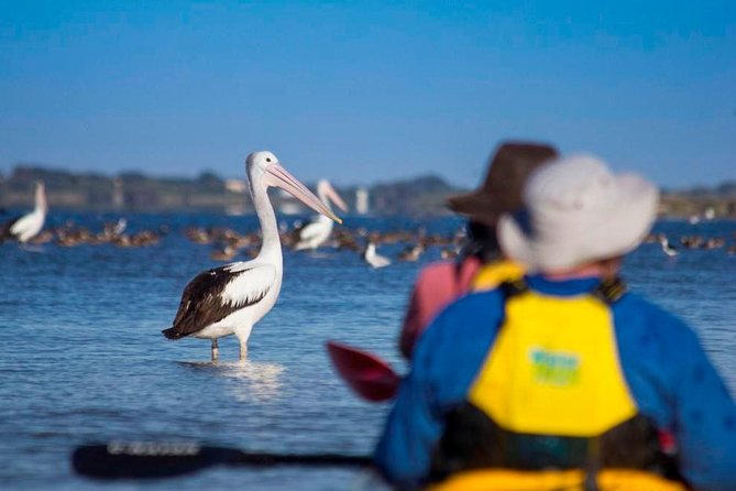 Full Day Kayaking Tour in Coorong National Park - Murray Mouth lookout: when the interpretation comes together