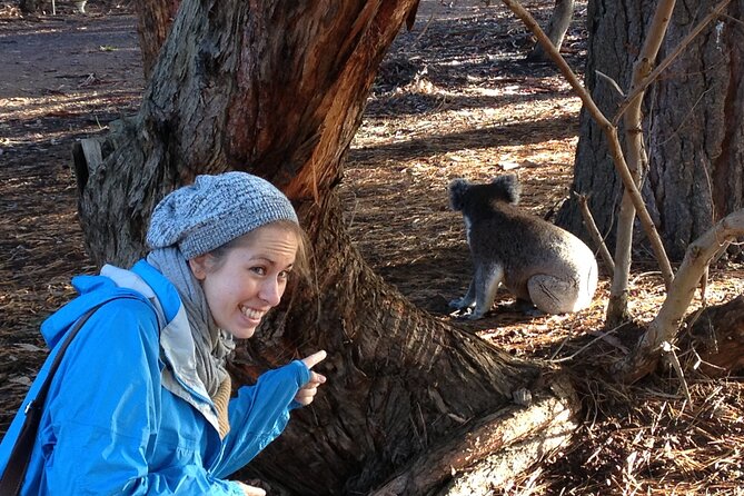 Guided Koala Walk and Bushfire ecology tour - Key points worth knowing before you go
