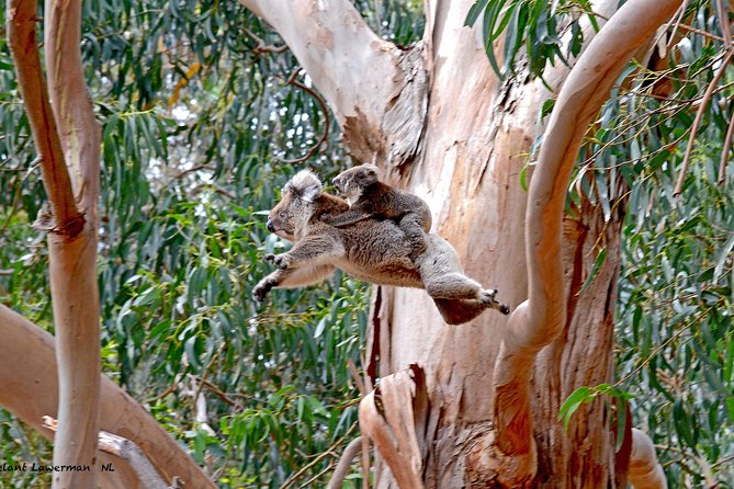 Guided Koala Walk and Bushfire ecology tour - Hanson Bay Wildlife Sanctuary: why this walk works for wildlife spotting