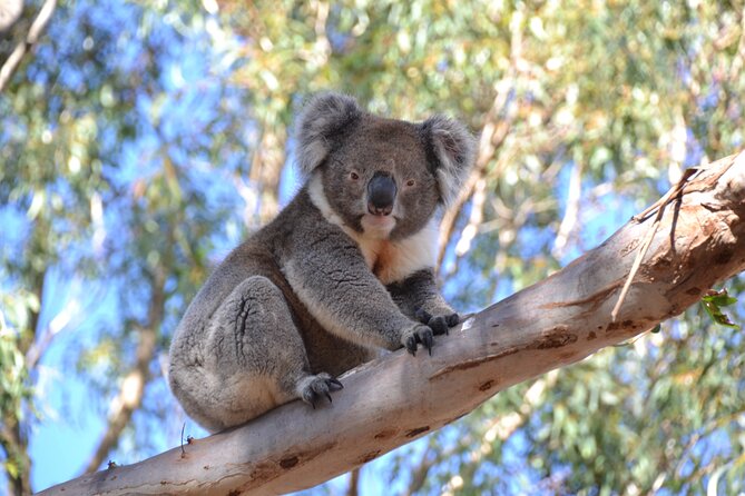 Guided Koala Walk and Bushfire ecology tour - What animals you can realistically expect (and how heat changes the odds)